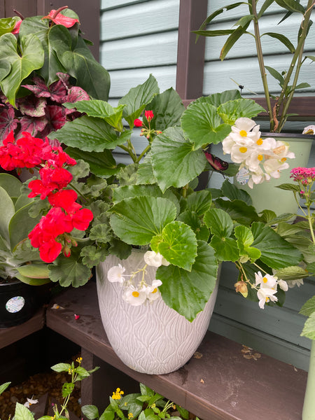 Exterior Planters Design with Advice Consultation