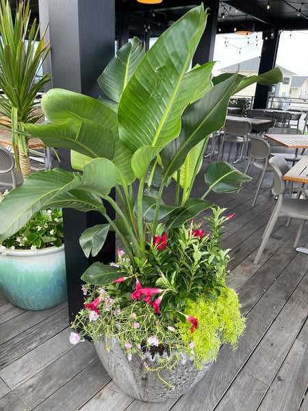 Exterior Planters Design with Advice Consultation