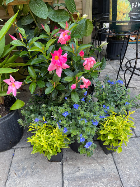 Gardenista Porch Patio Oasis Visit Appointment