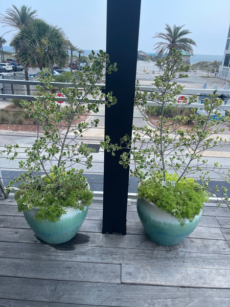 Exterior Planters Design with Advice Consultation