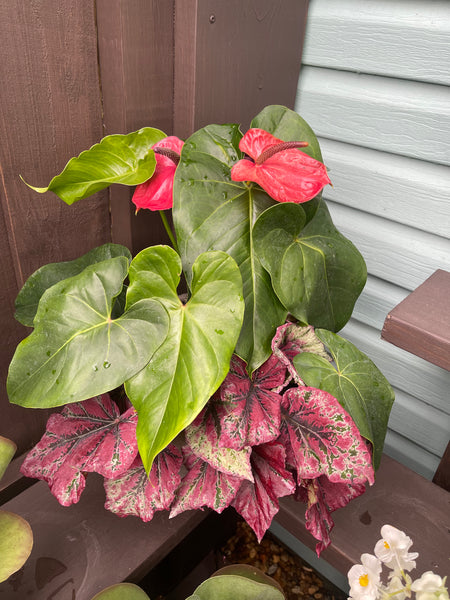 Exterior Planters Design with Advice Consultation