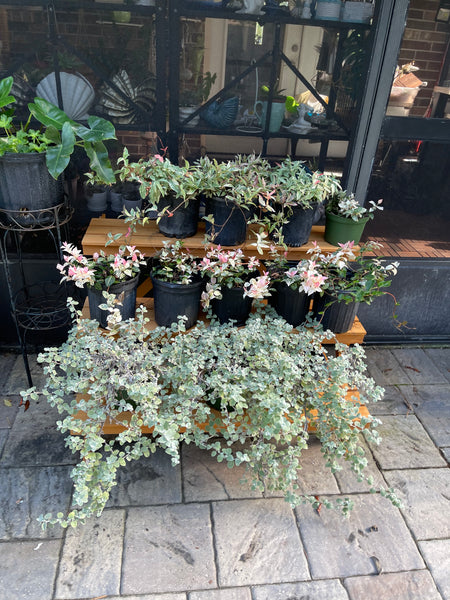 Gardenista Porch Patio Oasis Visit Appointment