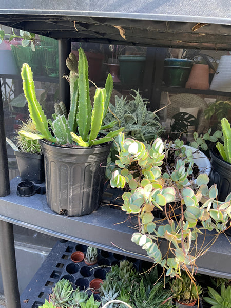 Gardenista Porch Patio Oasis Visit Appointment