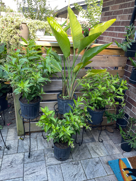 Gardenista Porch Patio Oasis Visit Appointment