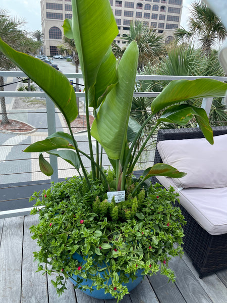 Exterior Planters Design with Advice Consultation