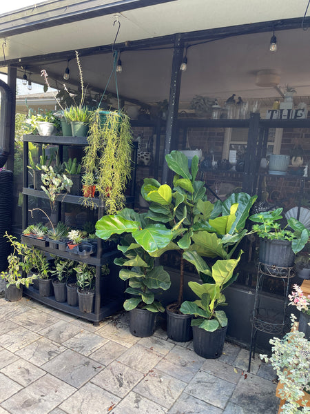 Gardenista Porch Patio Oasis Visit Appointment