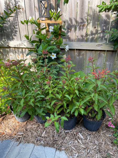 Gardenista Porch Patio Oasis Visit Appointment