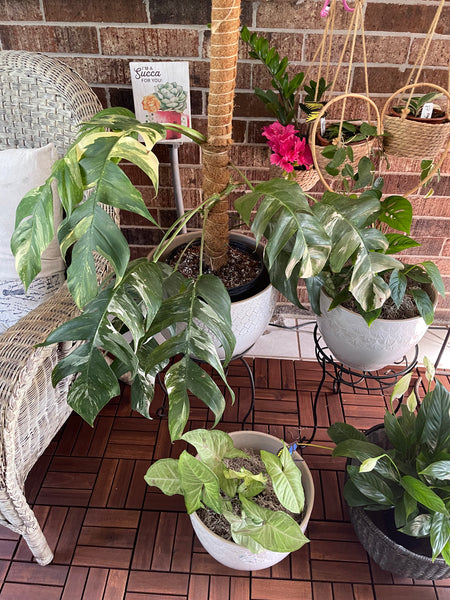 Gardenista Porch Patio Oasis Visit Appointment