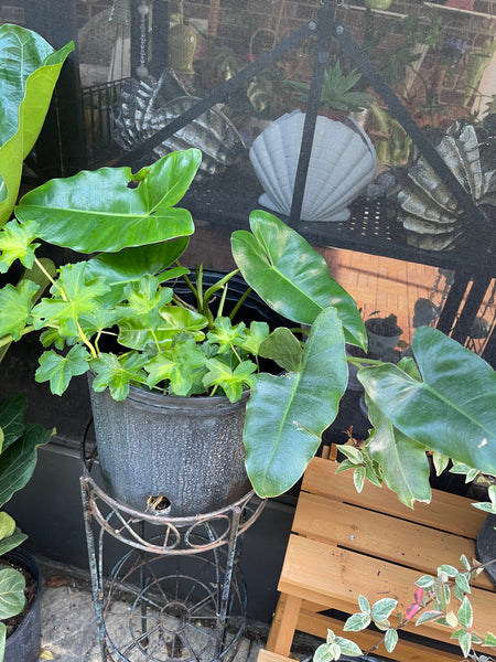 Gardenista Porch Patio Oasis Visit Appointment