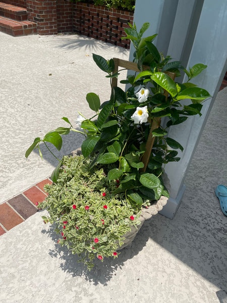 Exterior Planters Design with Advice Consultation