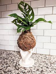 8/14 Kokedama with Houseplants at The Greenhouse Bar