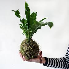 8/14 Kokedama with Houseplants at The Greenhouse Bar