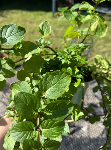 Herb- Mint