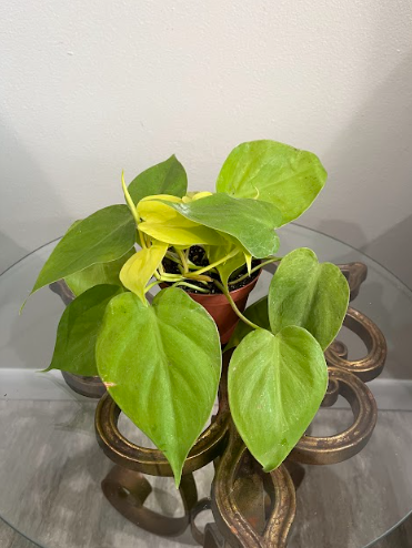 Philodendron hederaceum - Neon Philodendron