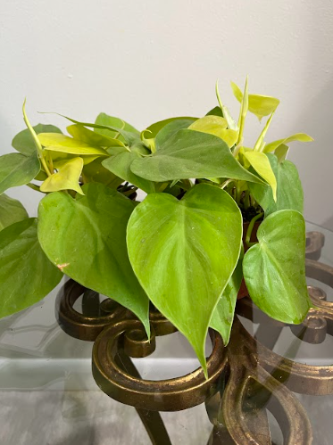 Philodendron hederaceum - Neon Philodendron