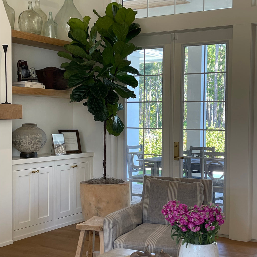A small tree like plants and a pot of pink flowers in a living room.