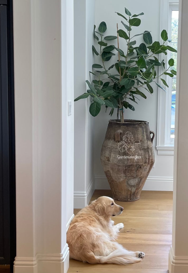 Interior Plant Care & Plant Sitting Consultation