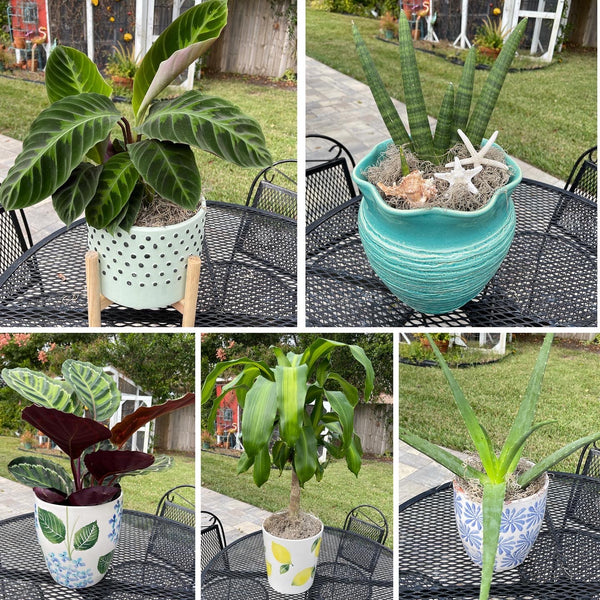 Plant Styling Advice Consultation