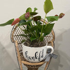 Custom Arrangements for Special Occasions and Gifts