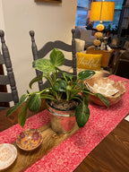 Interior Plant Styling Consultation