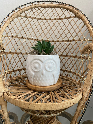 White Owl with Bamboo Saucer