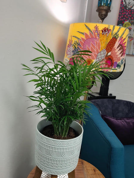 Plant Styling Advice Consultation