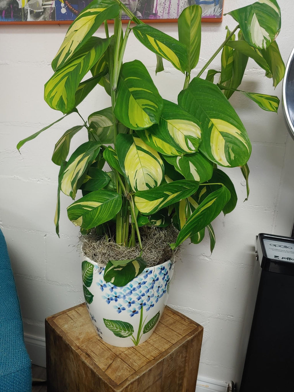 Commercial Interior Plant Styling Consultation