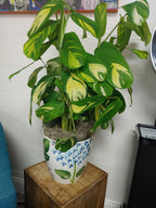 Commercial Interior Plant Styling Consultation