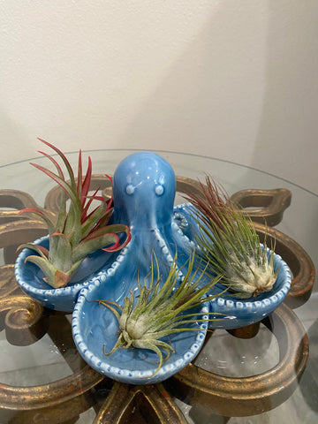 Octopus Air Plant Tray
