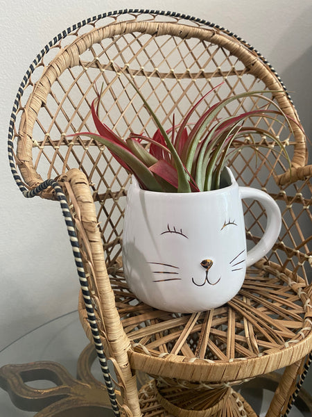 Cat Mug Planter
