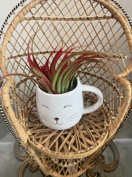 Cat Mug Planter