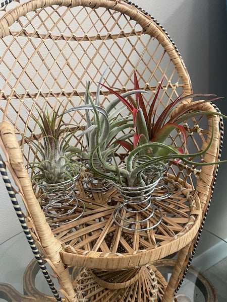 Silver Spiral Metal Air Plant Stand