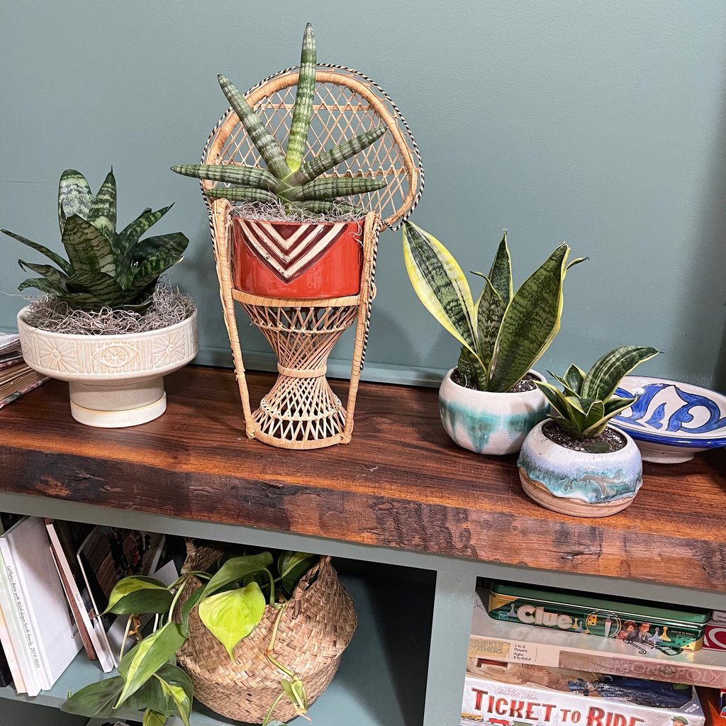four various leafy green plants on top of a book shelf