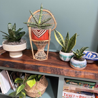 four various leafy green plants on top of a book shelf