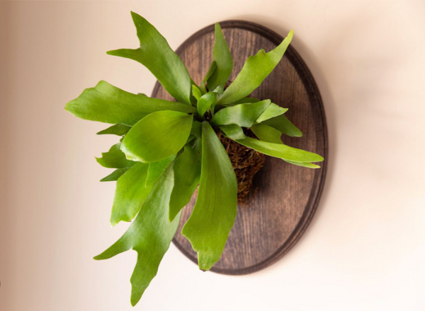 January 2024: Staghorn Ferns Mounting Workshop