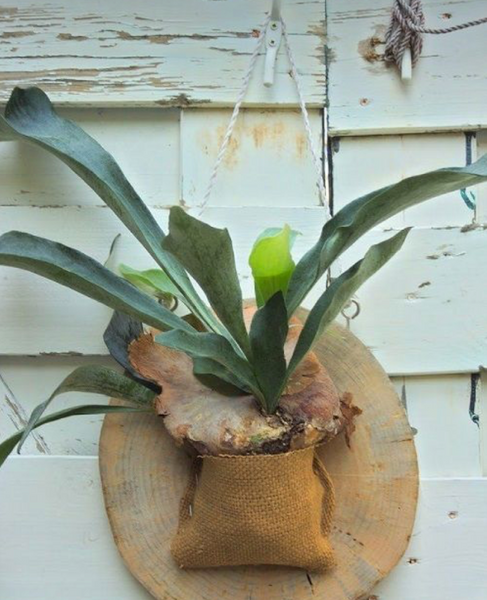 January 2024: Staghorn Ferns Mounting Workshop