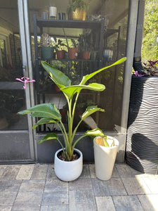 Bird of Paradise *Local pick-up Only*