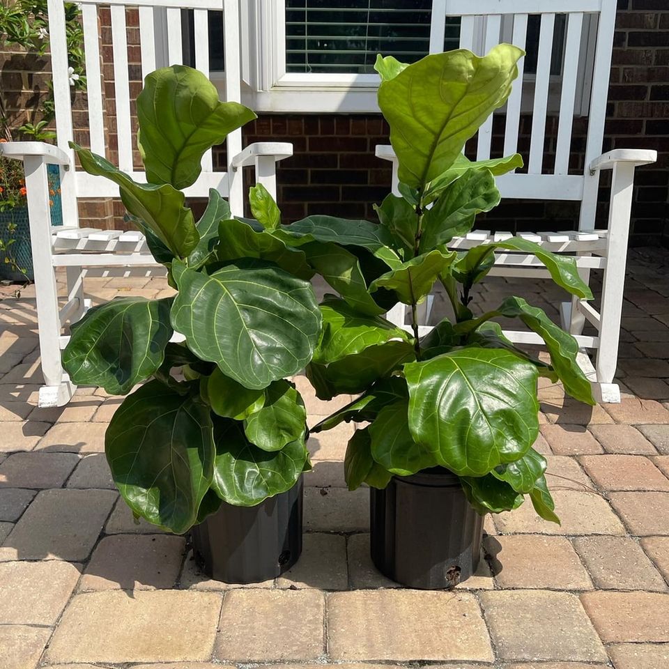 Fiddle Leaf Fig *Local pick-up Only*