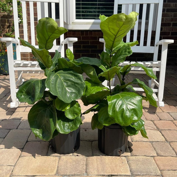 Fiddle Leaf Fig *Local pick-up Only*