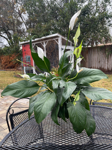Peace Lily Houseplant