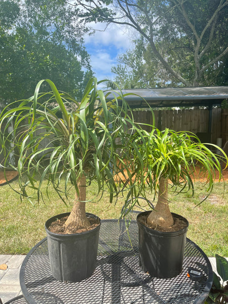 Ponytail Palms *Local Pick-Up Only*