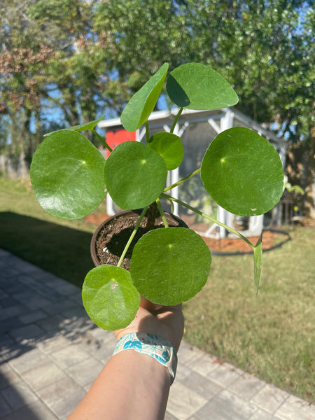 Pilea Peperomiodes -Chinese Money Plant