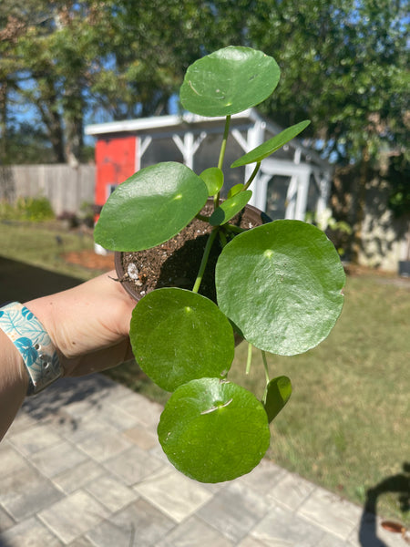 Pilea Peperomiodes -Chinese Money Plant