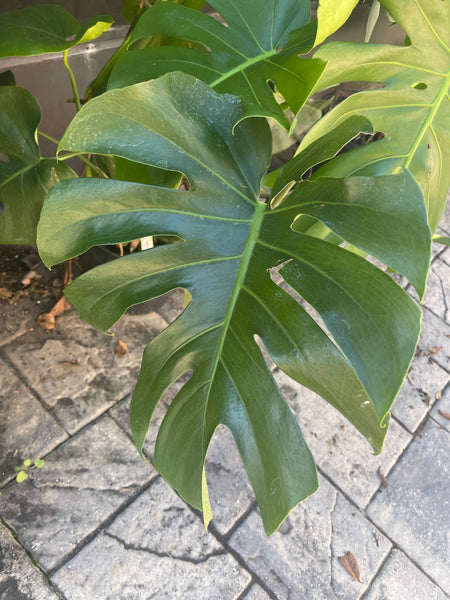Monstera Deliciosa *Local pick-up Only*