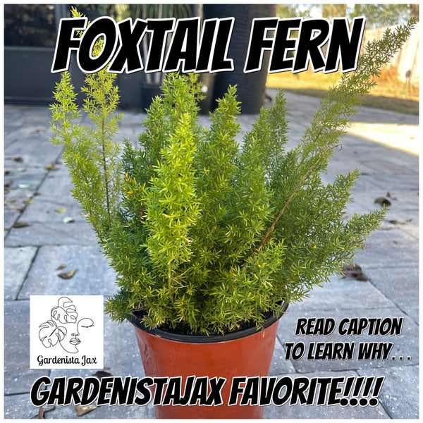 FoxTail Fern