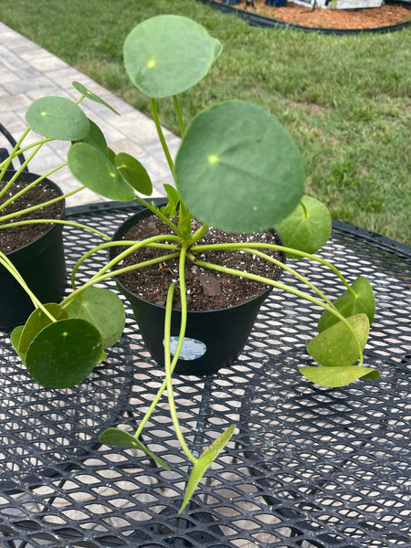 Pilea Peperomiodes -Chinese Money Plant