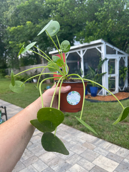 Pilea Peperomiodes -Chinese Money Plant