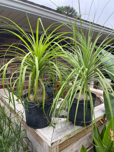 Ponytail Palms *Local Pick-Up Only*