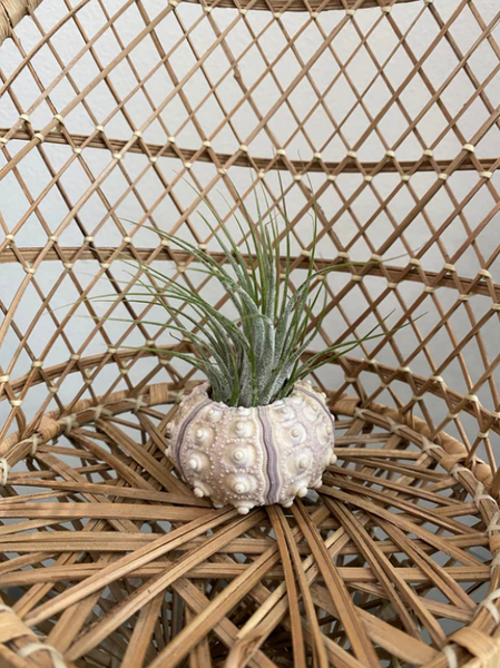 Sea Urchin with Airplant