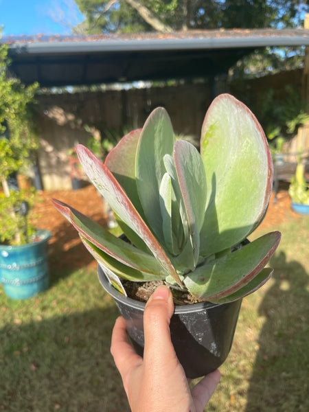 Flapjack Succulent (Kalancho)